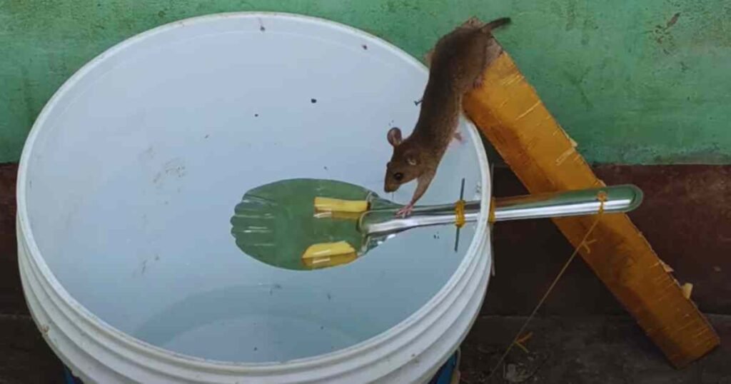 Bucket mouse trap homemade